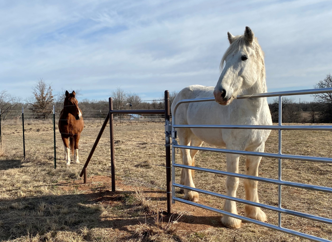 Photo of 1 brown and 1 white horse