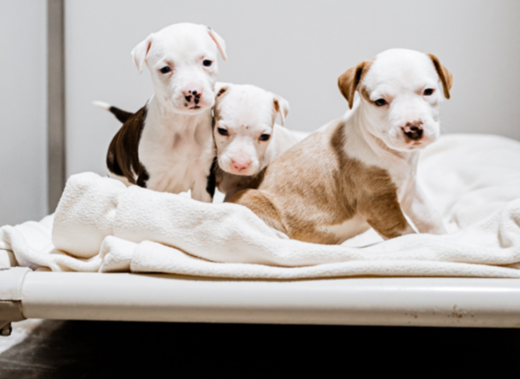 Grantee Spotlight: Humane Society of North Texas